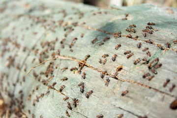 Many ants working together on fallen dry tree at sunny day un the forest close up. Macro ant. Group of insects