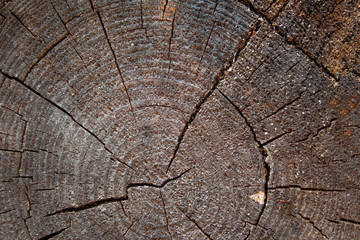 Fototapeta premium Aged and weathered wooden background. Texture of cut pine with age rings and cracks. Rough grain trunk texture