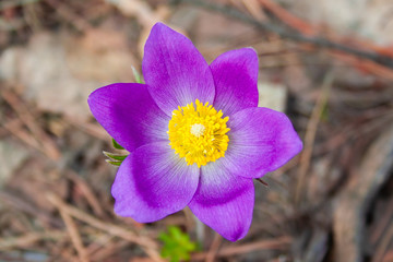 Beautiful spring purple flower pulsatilla grows in the forest at spring day. Pulsat&iacute;lla prat&eacute;nsis. Purple first spring flowers of may.