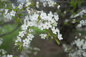 Cherry tree