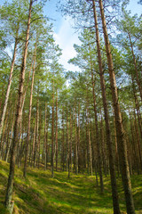 Fototapeta na wymiar Sunny weather at the pine forest of the Russian National Park Curonian Spit