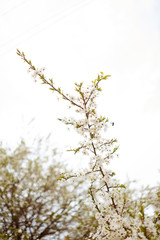 Cherry tree