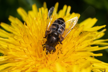 Syrphid Fly (Eristalis) on Dandelion