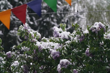 Schneefall im Mai. Natur wurde mit Neuschnee am Morgen geweckt. 05.05.2019