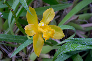 Fototapeta na wymiar Yellow orchid flower 