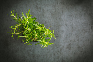 Fresh Rosemary Herb Plant