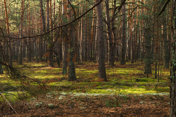 Fototapeta premium Sun rays through tree in a pine forest