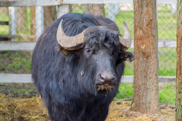 Black domestic cattle, bull