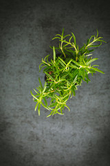 Obraz na płótnie Canvas Fresh Rosemary Herb Plant