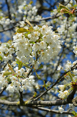 Kirschblüten