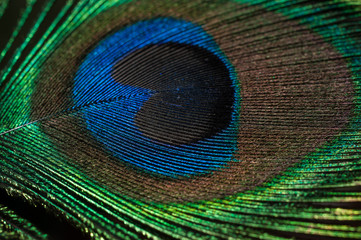 peacock with feathers
