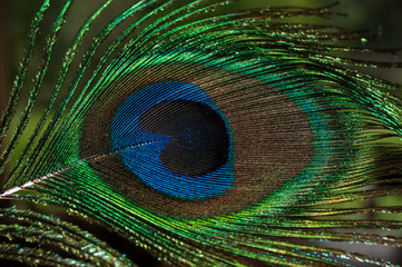 Fototapeta premium peacock feather on black background