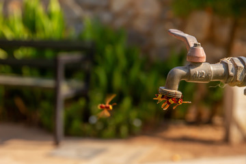 Concept of heat quench thirst. Wasps drink water from the tap on a hot summer day