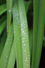 Drops, droplets of rain, water on the leaves of wild crin