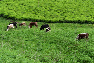 herd of cows grazing in field