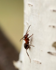 Red forest ant (Formica rufa) sitting on a birch, on a blurred background. Macro.