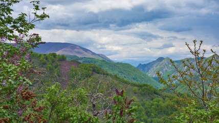 mountain landscape with lilac flowers in the foreground