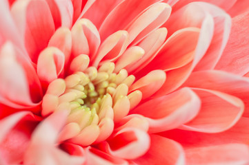 Trendy coral colored chrysanthemum close up.