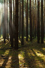 Fototapeta premium Sun rays through tree in a pine forest