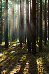 Sun rays through tree in a pine forest