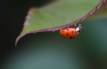 ladybug on leaf