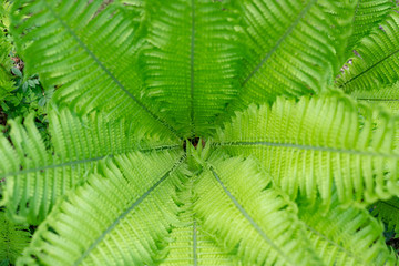 Naklejka na ściany i meble Beautiful bloom center ferns background. Green foliage natural floral bush young fern.