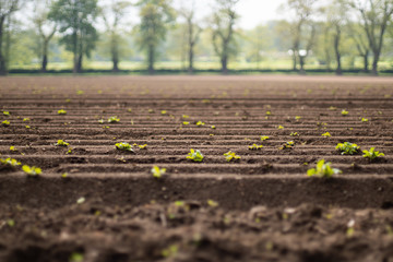 Bestellte Felder und Acker im Frühling