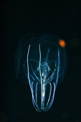 blackwater jellyfish