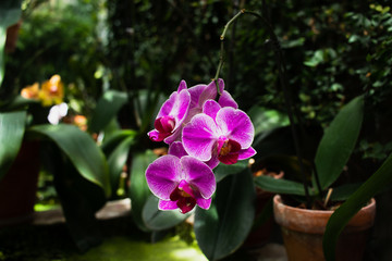 Vibrant, colorful pink and purple orchid flowers in focus with greenhouse plants in background