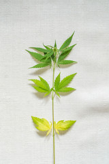 Green cannabis plant on white homespun cloth