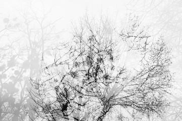 Double exposure abstraction with branches. White monochrome background.