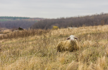 sheep on pasture
