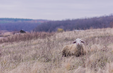 sheep on pasture
