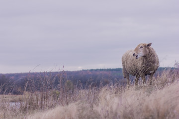 sheep on pasture