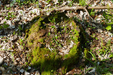 Baumstumpf, abgesägter Baum mit Moos bewachsen und überwuchert