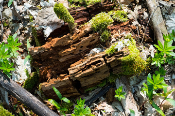 Naklejka na ściany i meble Morscher Stamm, Stück Holz auf dem Waldboden, mit Moos überwuchert