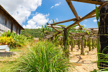 Kampot pepper farm, lemongrass plant growing, Kampot, Cambodia
