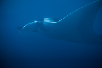 mantaray