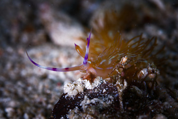 nudibranch