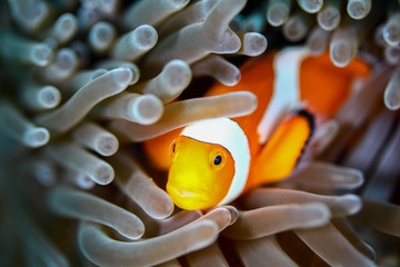 Clownfishes in anamone