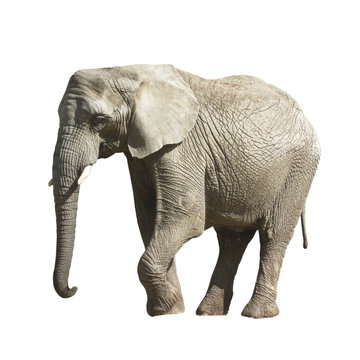 Big gray Elephant isolated on white background.