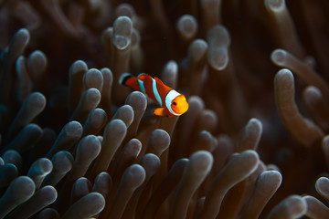 clownfish in anamone