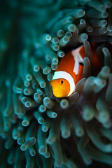 Clownfishes in anamone