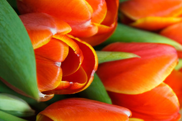 Orange tulip on wood desk
