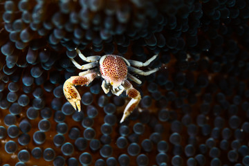 crab on coral