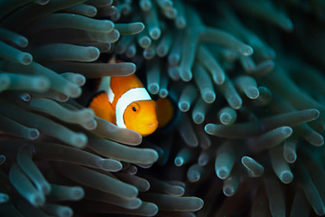 Clownfishes in anamone