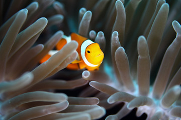 Clownfishes in anamone