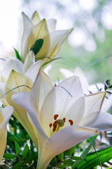 White lilies in sunlight