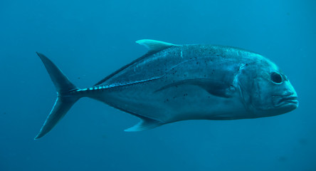 great trevally