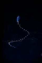 blackwater diving creature